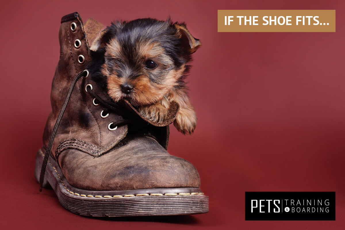 if-the-shoe-fits - Pets Training and Boarding