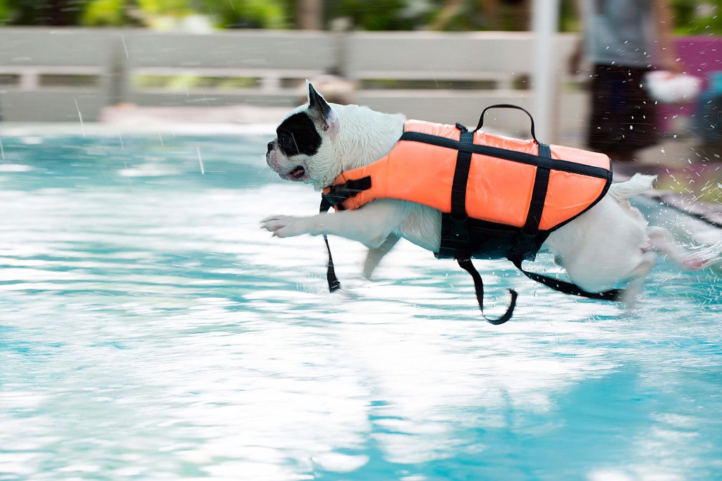 How To Teach Your Dog To Swim - Pets Training and Boarding