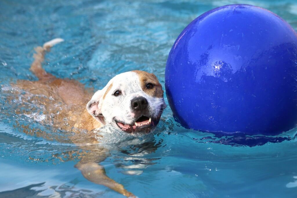 Water Safety Tips For Your Dog - Pets Training and Boarding