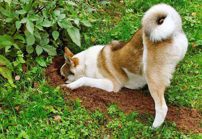 Stop Your Dog From Digging