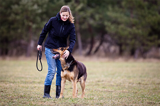 Dog Training Sydney | Expert Guidance From Sydney's Best Dog Trainers