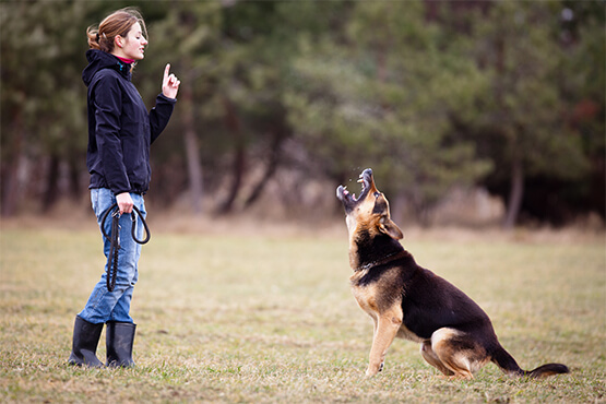 dog_training_sydney