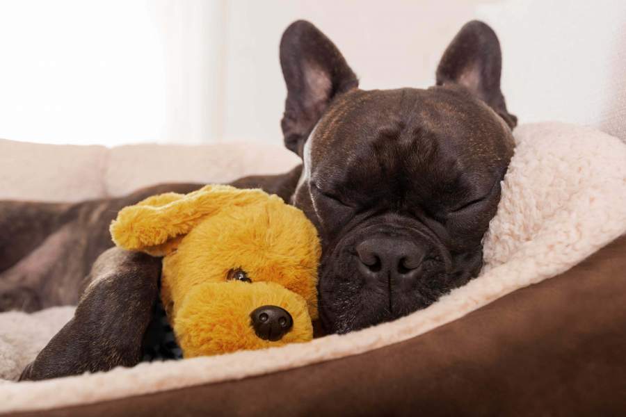 Choosing The Best Dog Bed