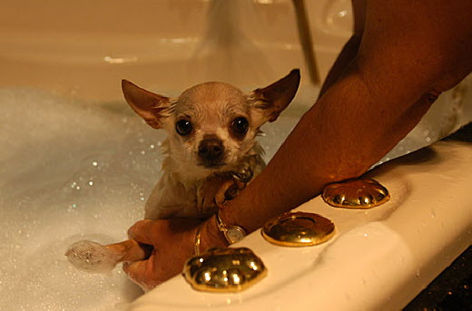 Dog bathing 2