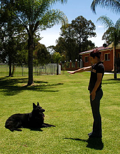 Dog Training Sheppard