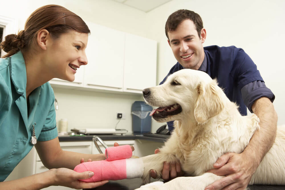 Cost Of Veterinary Care