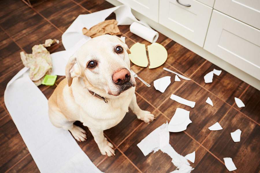 Destructive Behaviour In Dogs