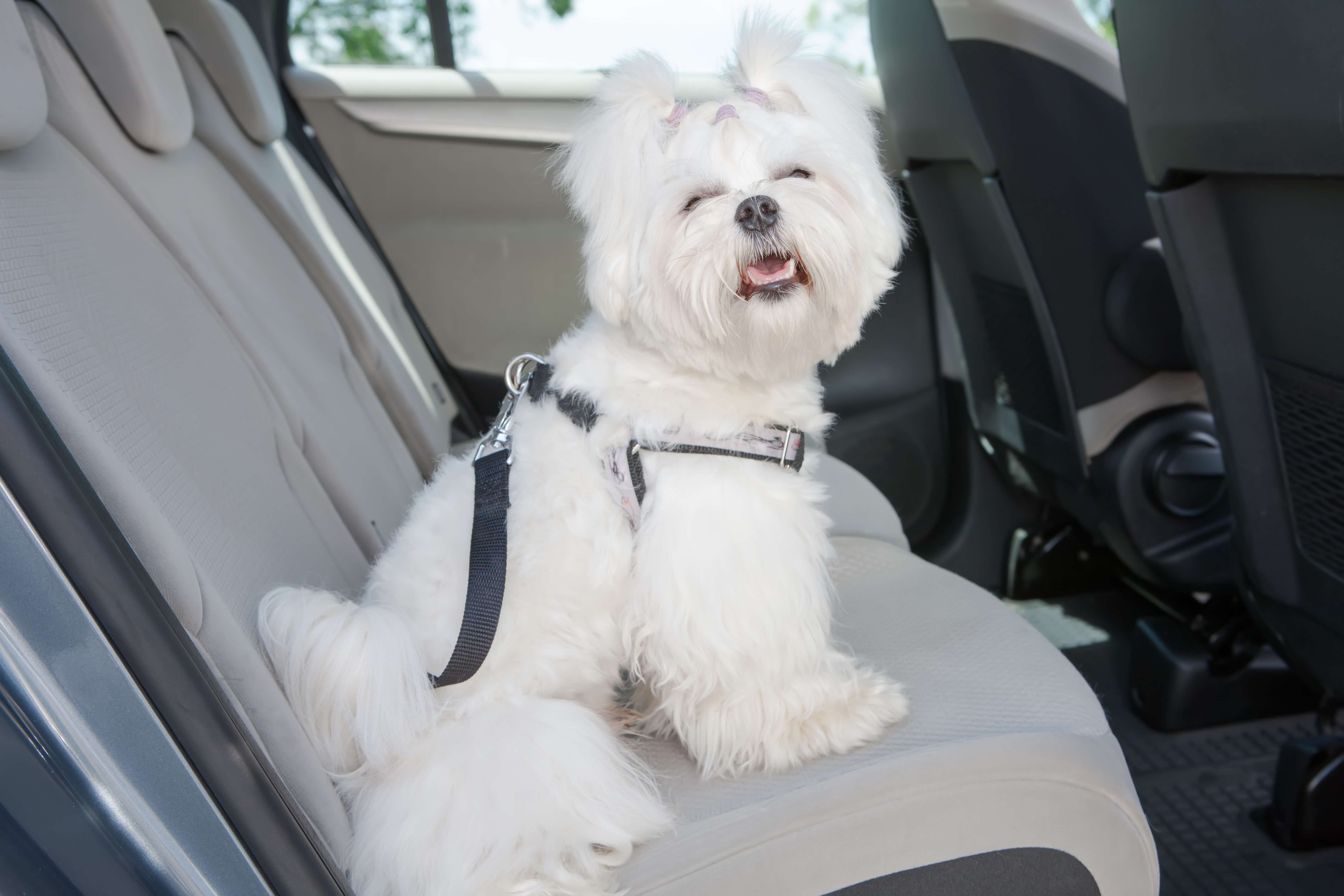 Keeping Your Dog Safe In The Car