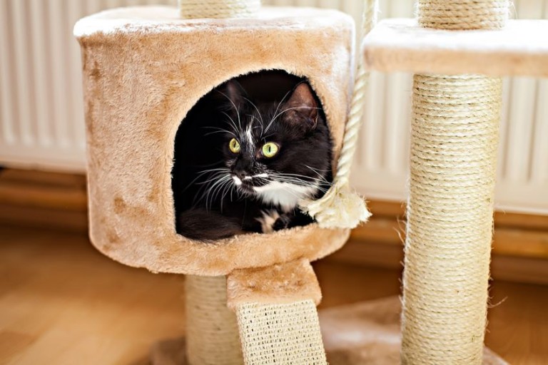 Keeping Your Indoor Cat Entertained - Pets Training and Boarding