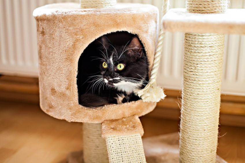 Keeping Your Indoor Cat Entertained Pets Training and Boarding