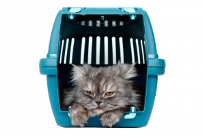 Treating Motion Sickness In Cats