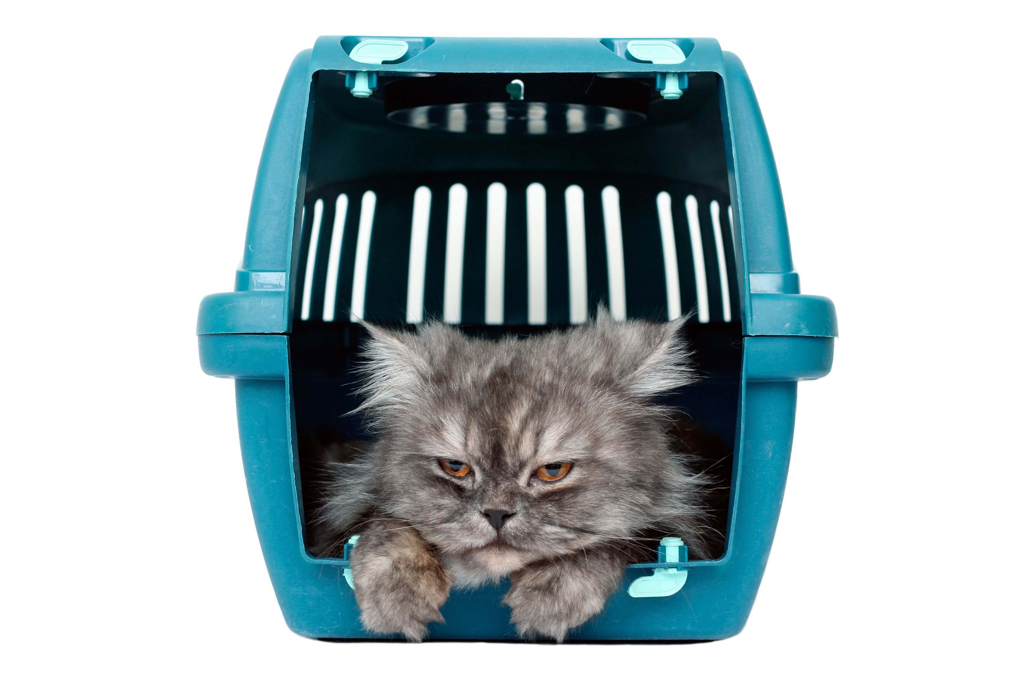 Treating Motion Sickness In Cats