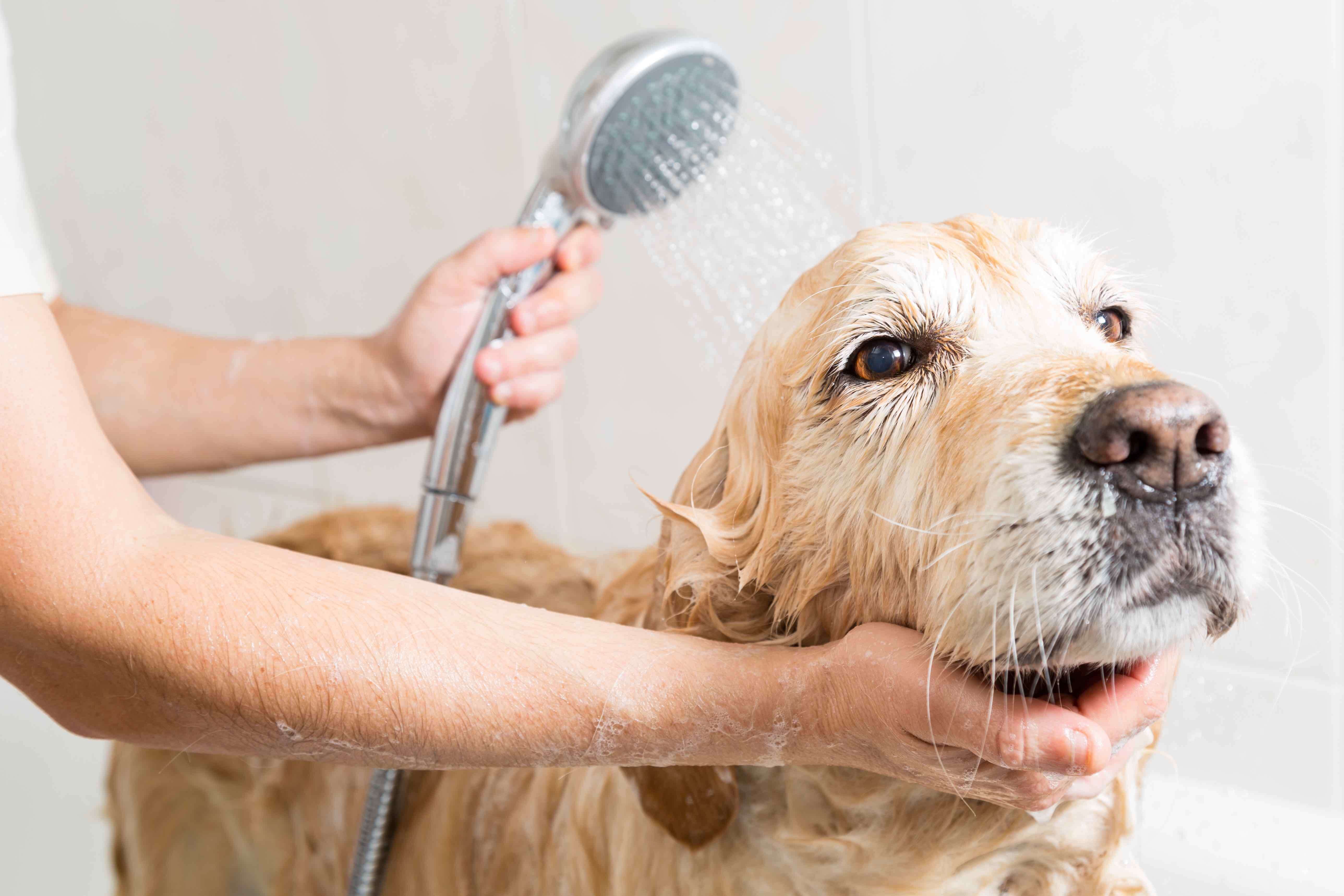 Grooming Your Dog Made Easy