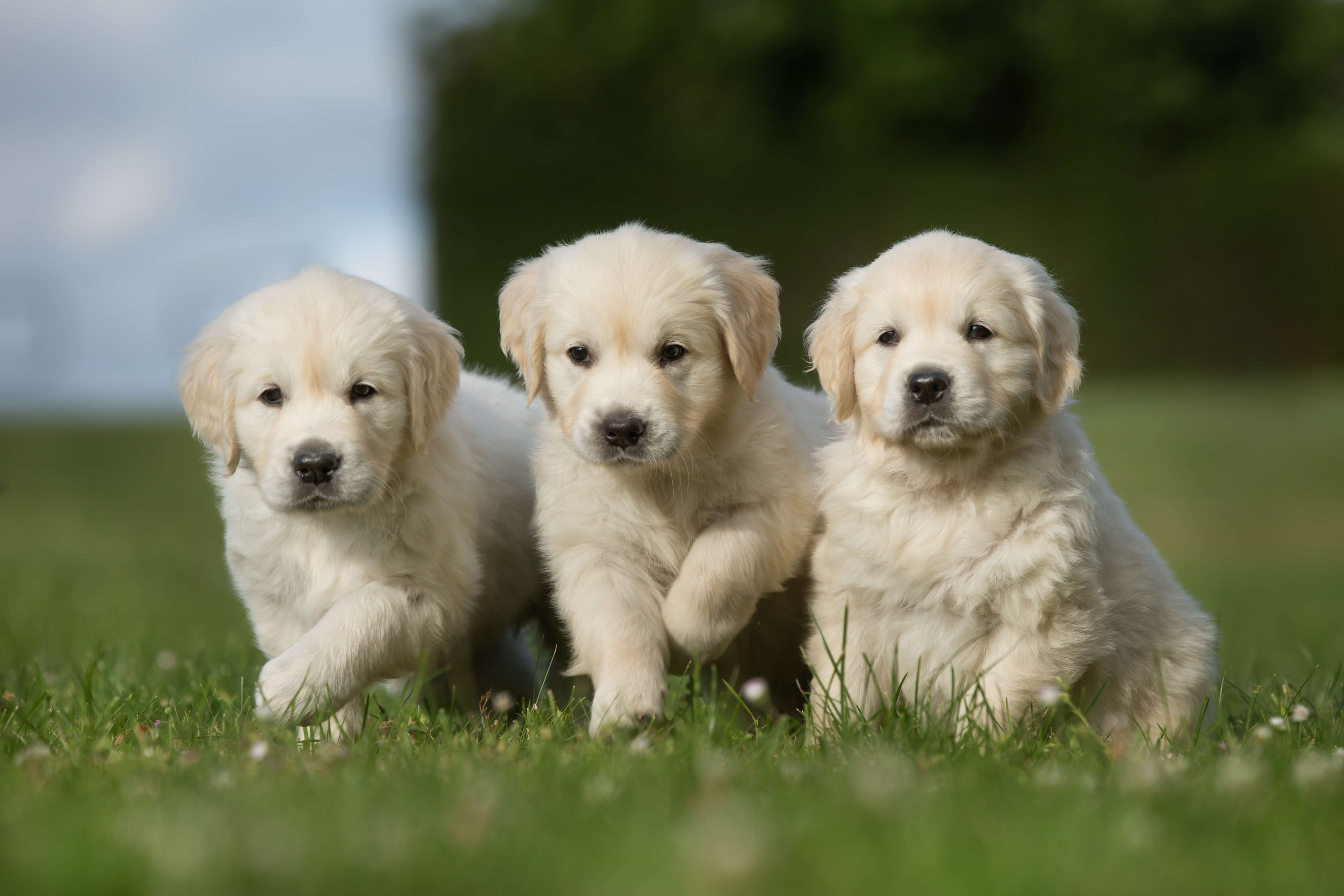 What Dog Breed Is Best For You