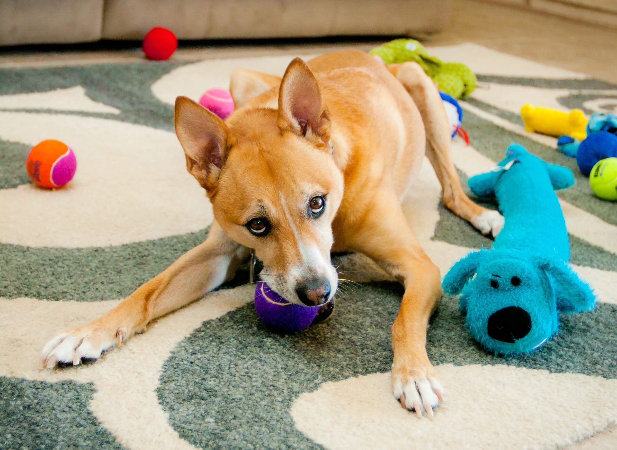 best dog toys of 2016