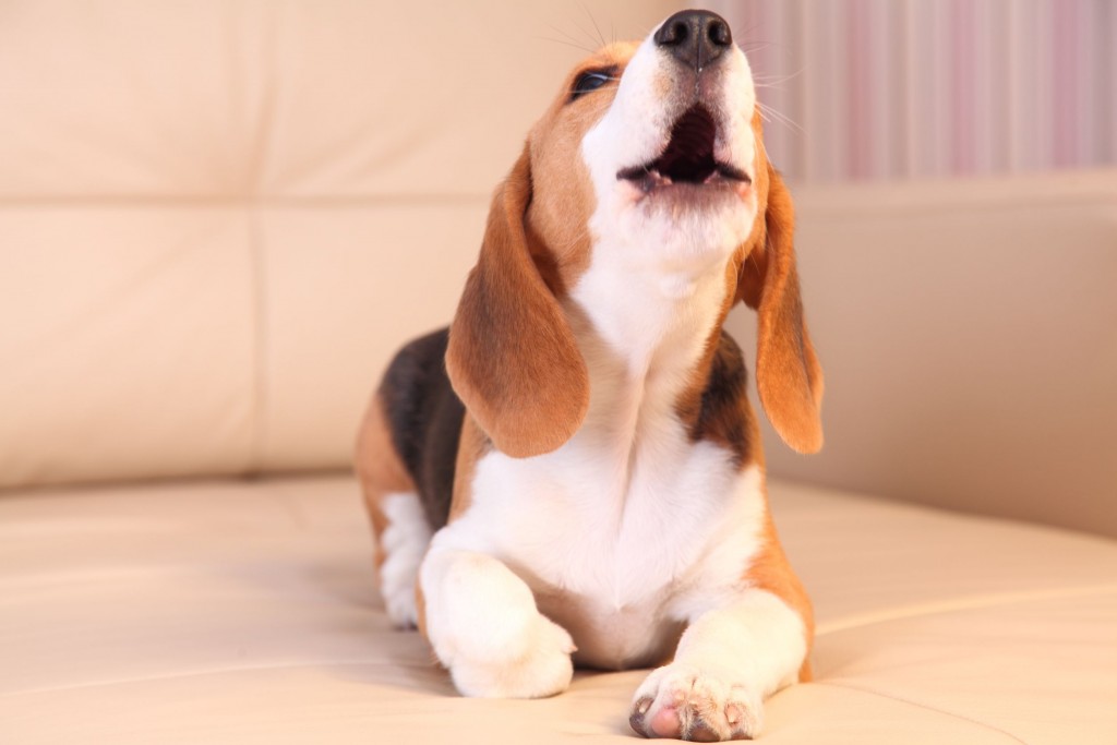 How To Stop Dog Barking Issues Pets Training and Boarding
