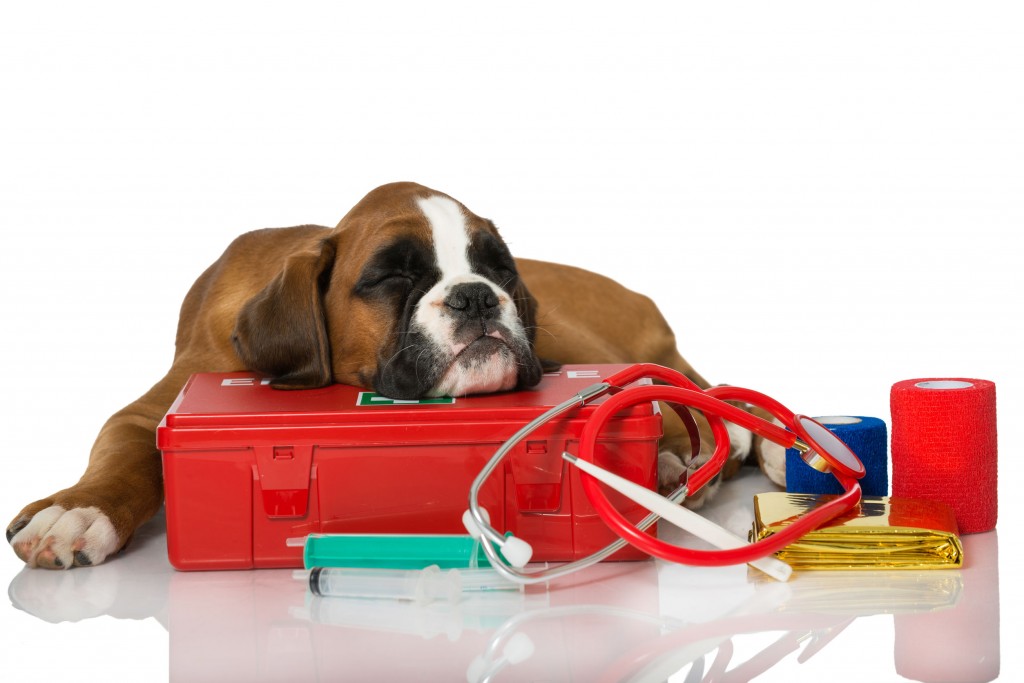 Knowing Basic Pet First Aid Pets Training And Boarding