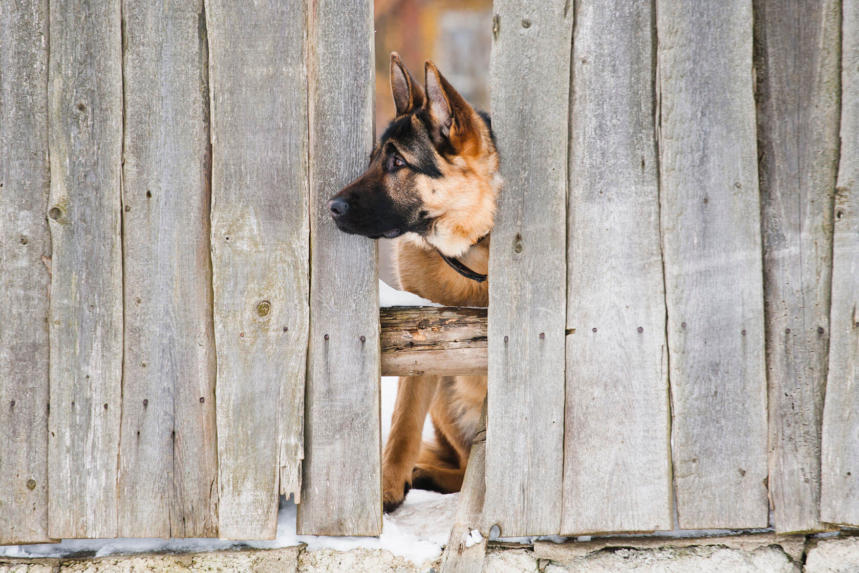 Types Of Dog Fences