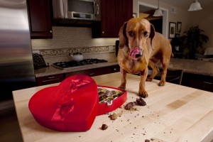 Foods That Are Bad For Your Pets
