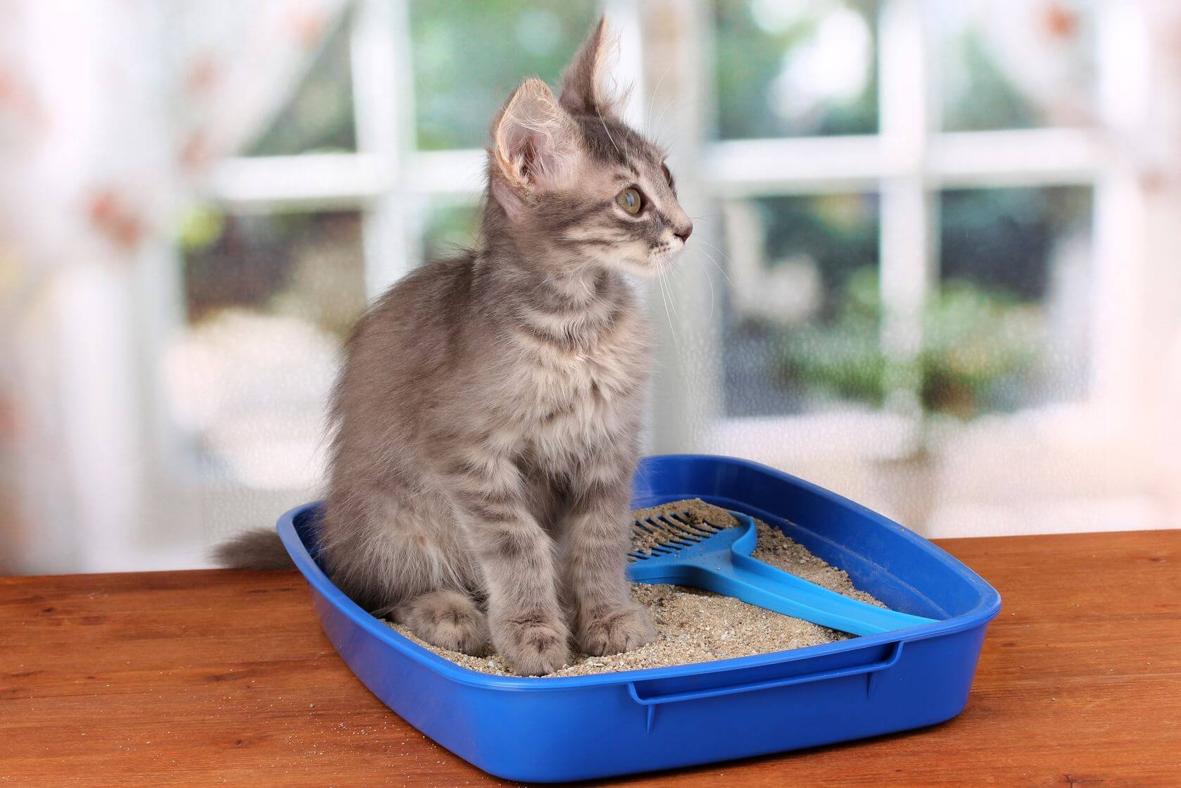 The Right Cat Litter