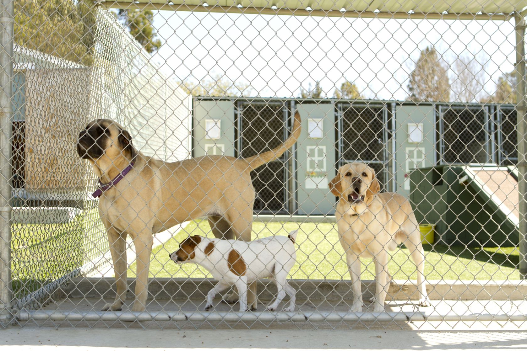 The Right Boarding Kennel