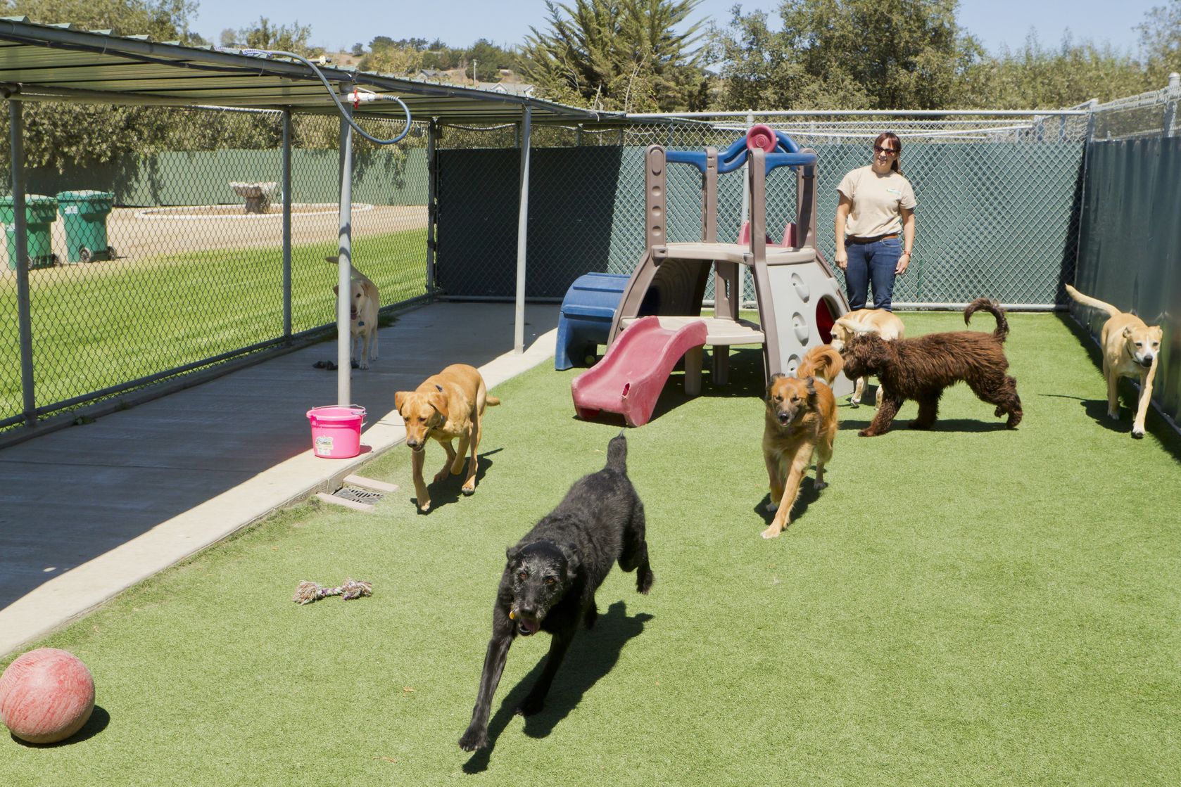 Pet Boarding vs. Pet Sitting - Pets Training and Boarding