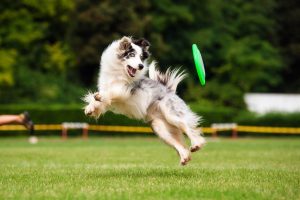 Keeping Your Dog Fit And Healthy