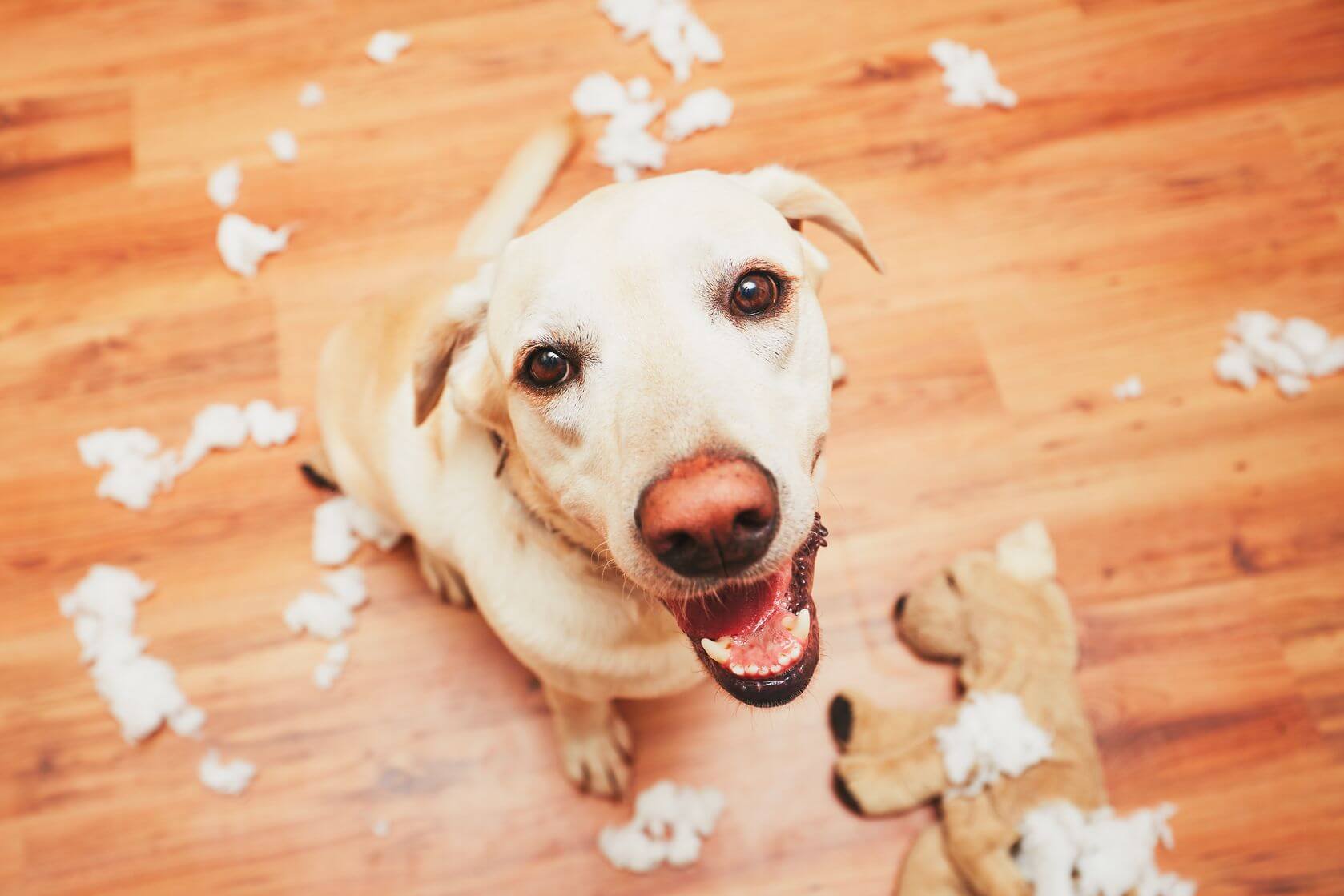 Pet Safe From Broken Dog Toys