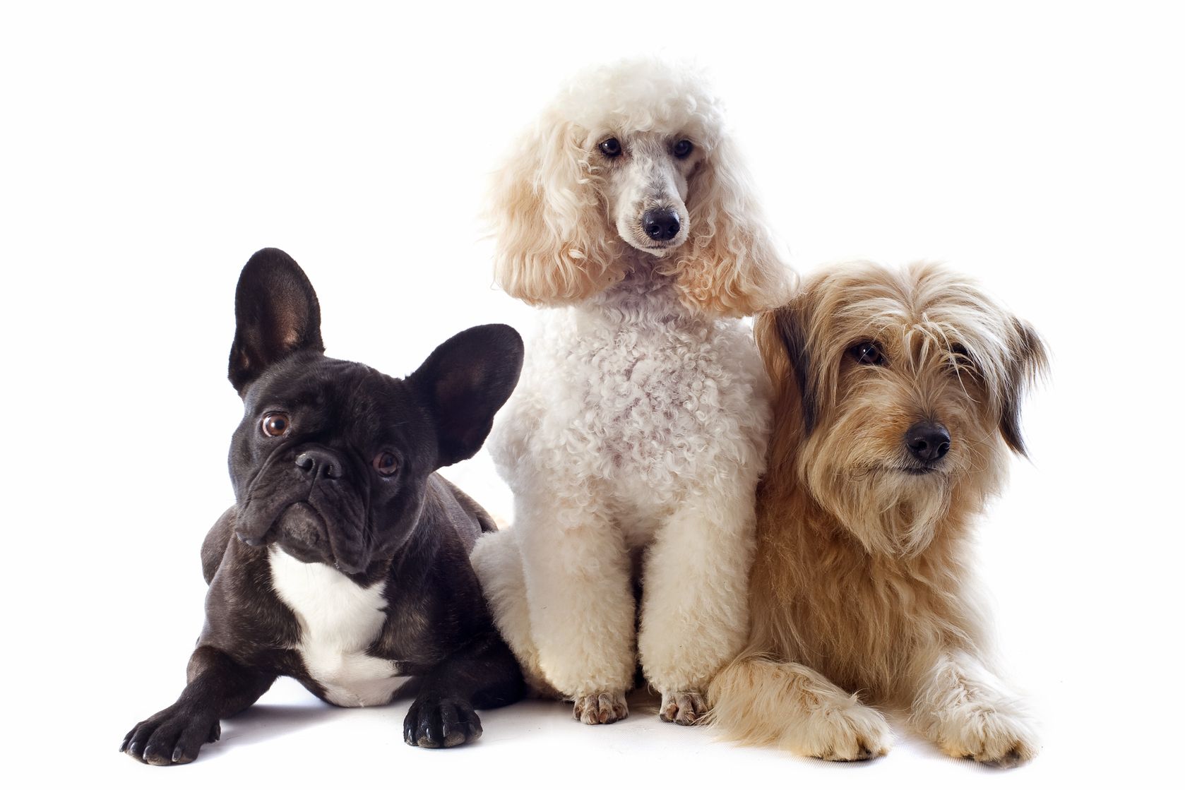 Different Groups Of Dog Breeds