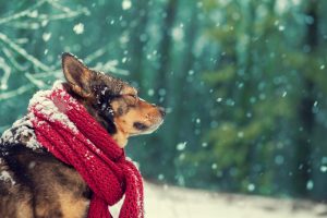 Ways To Keep Your Pet Warm In Winter