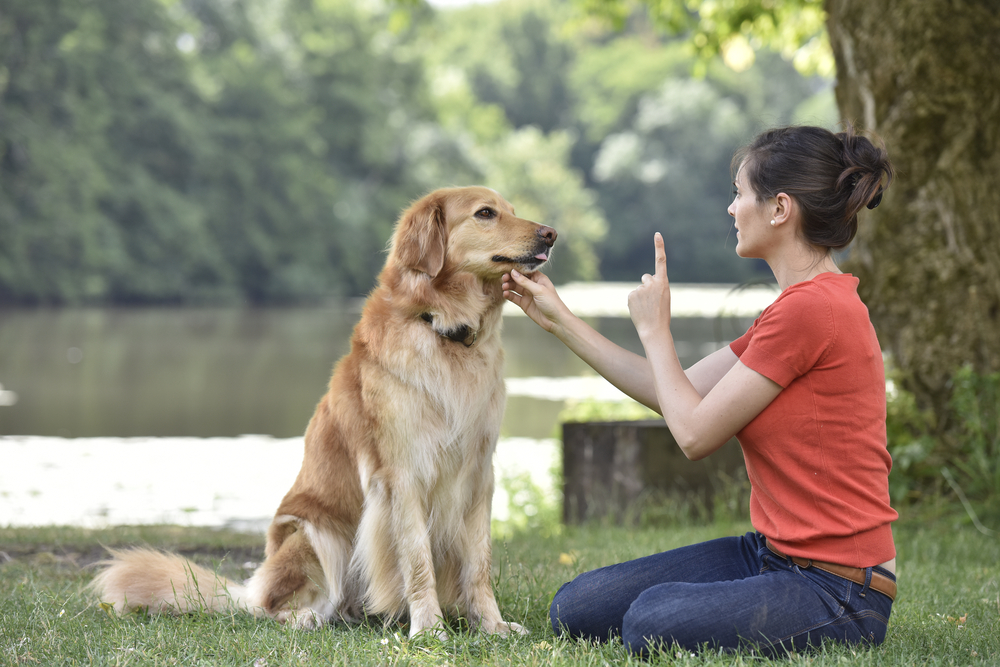 what are basic dog obedience commands