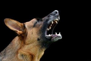 Dealing With Aggressive Dogs
