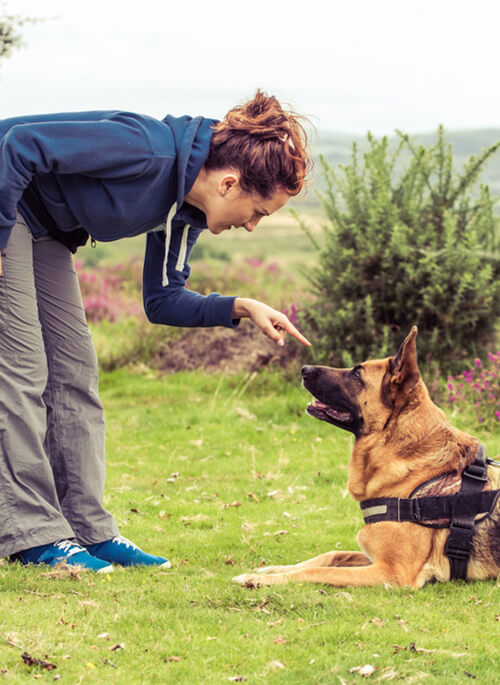 dog_training_sydney