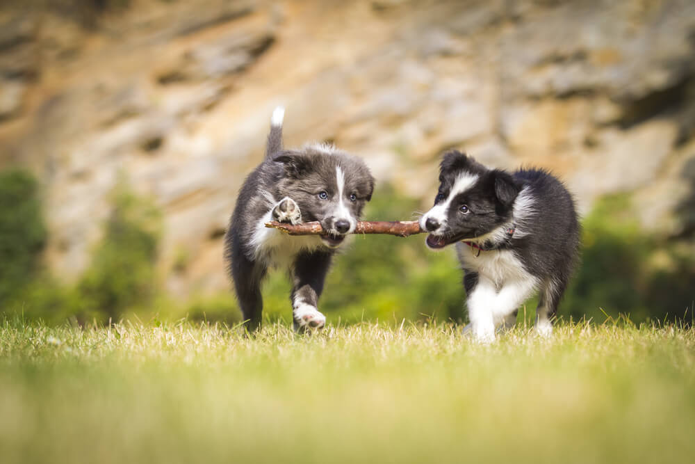Understanding Socialisation In Puppies
