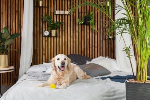 Pet owners looking to rent or buy