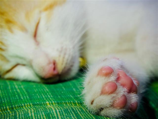 Cat's Paws