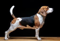 Dog training Beagle