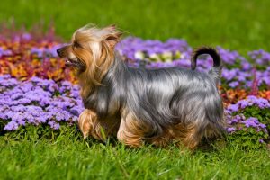 small low shedding dog silky terrier