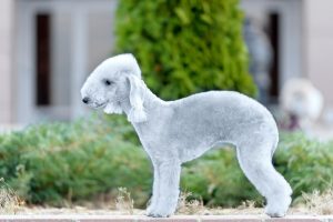 smallest low shedding dogs bedlington terrier