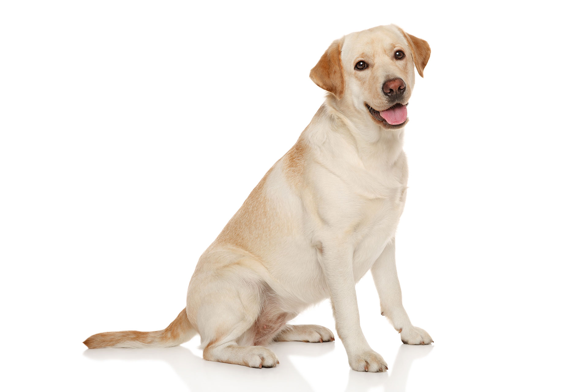 Non Smelling Dog Breeds Pets Training And Boarding