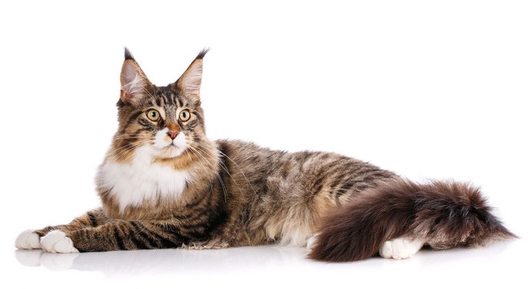 Maine Coon - Pets Training and Boarding