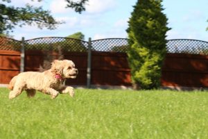 Cavoodle Jumping around at a Sydney Pet Resort Dog Boarding Kennel-min