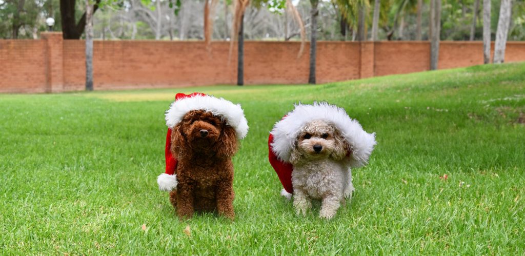 Dogs Wearing Christmas Hats