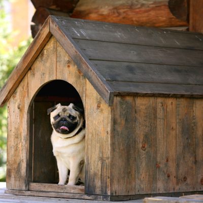 Summer Boarding first time boarders owning a pet