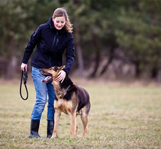 dog_boarding_sydney Dog boarding Sydney