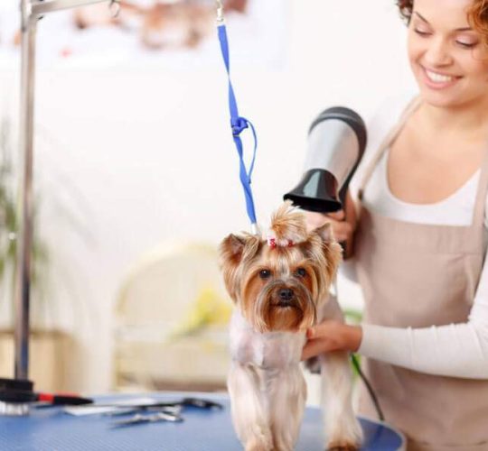 pet-grooming Pet Grooming
